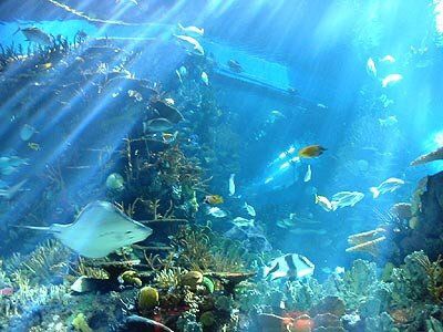 为什么「海洋馆」中的水会变绿？如何解决？